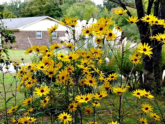 {Helianthus angustifolius}